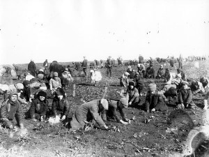 Barn graver fram frosne poteter på en kollektivisert gård i Donec’k oblast i 1933. 